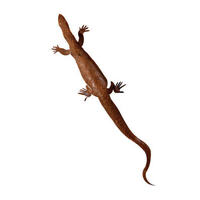 Goanna