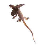 Large Frill Neck Lizard Garden Art