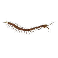 Centipede Garden Art